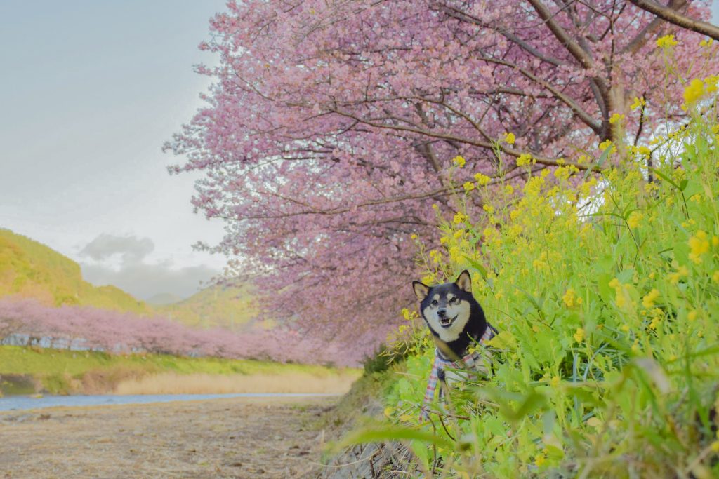 河津桜と菜の花の咲く川の土手で記念撮影