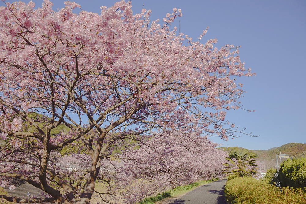南伊豆の河津桜は満開でした