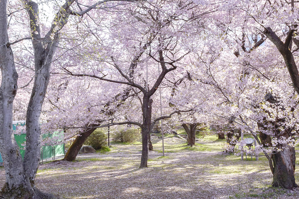 桜で覆われる園内