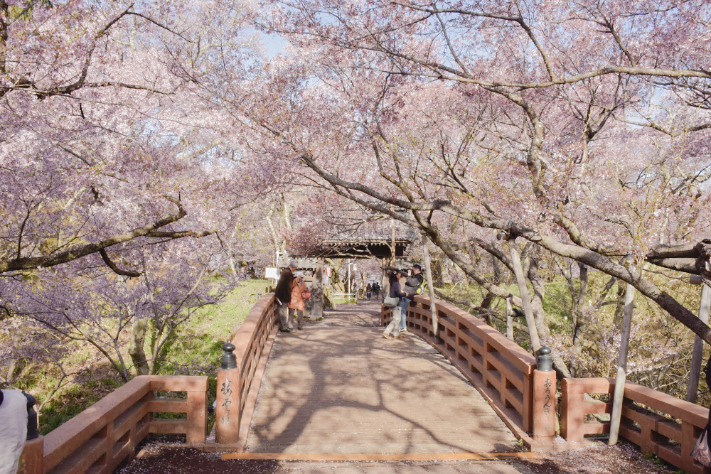桜雲橋は人気の撮影スポット