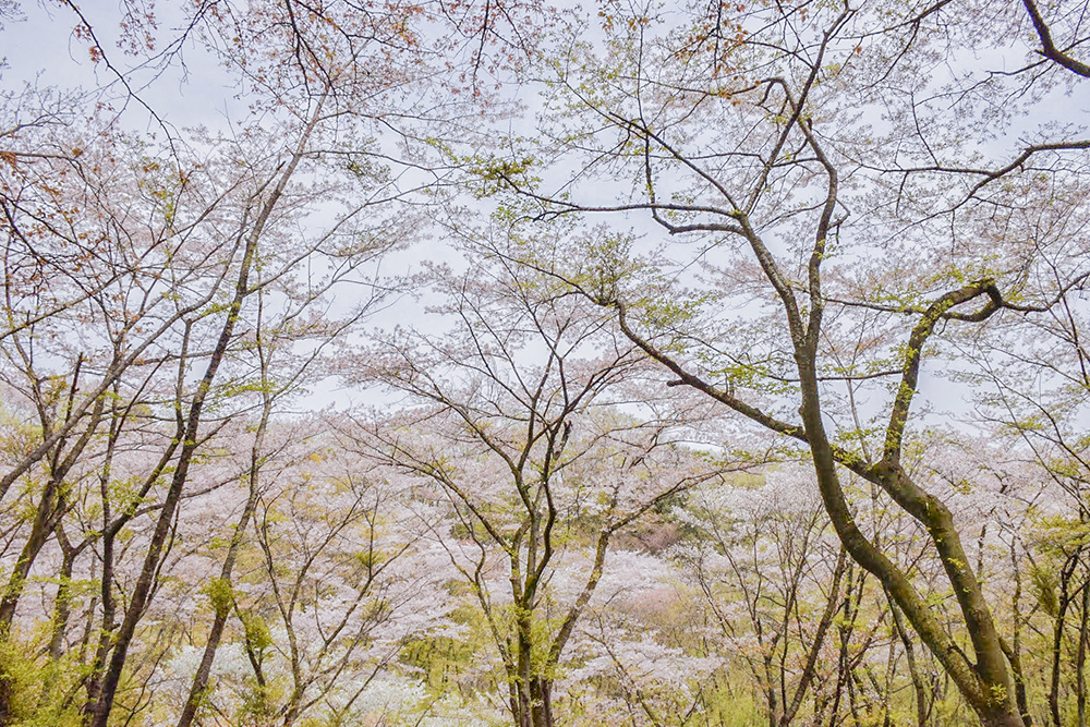 見事な山桜