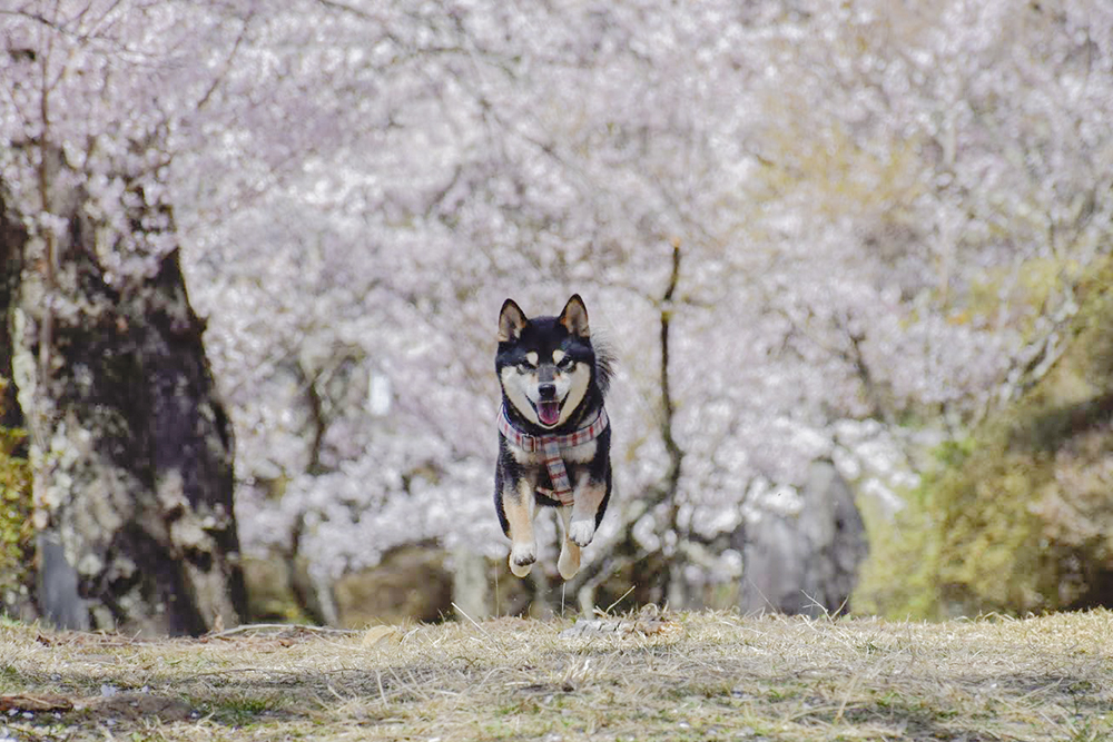桜のトンネルをお散歩